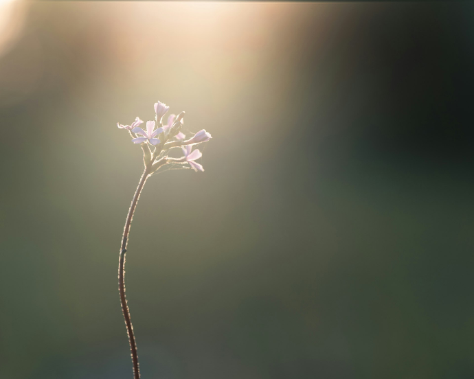 Delicate white flower bathed in soft sunlight